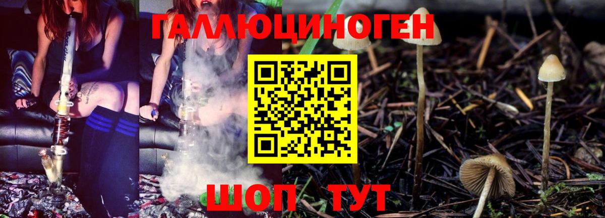 Псилоцибиновые грибы Psilocybe  Томск 